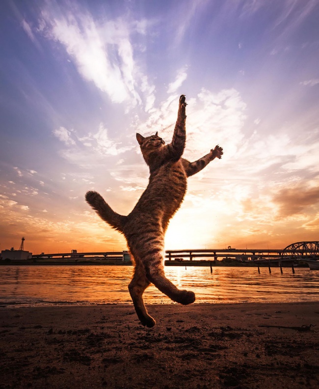 17 Φωτογραφίες με γάτες που τραβήχτηκαν την πιο κατάλληλη στιγμή. - Εικόνα14