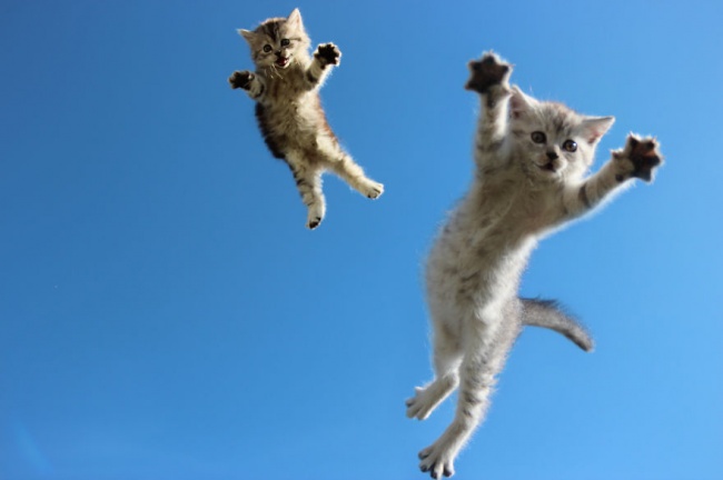 17 Φωτογραφίες με γάτες που τραβήχτηκαν την πιο κατάλληλη στιγμή. - Εικόνα17