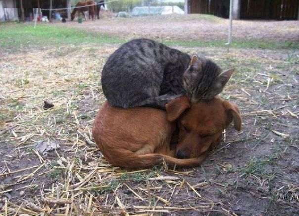 21 Γάτες που χρησιμοποιούν τους σκύλους ως μαξιλάρια. (Φωτογραφίες) - Εικόνα0