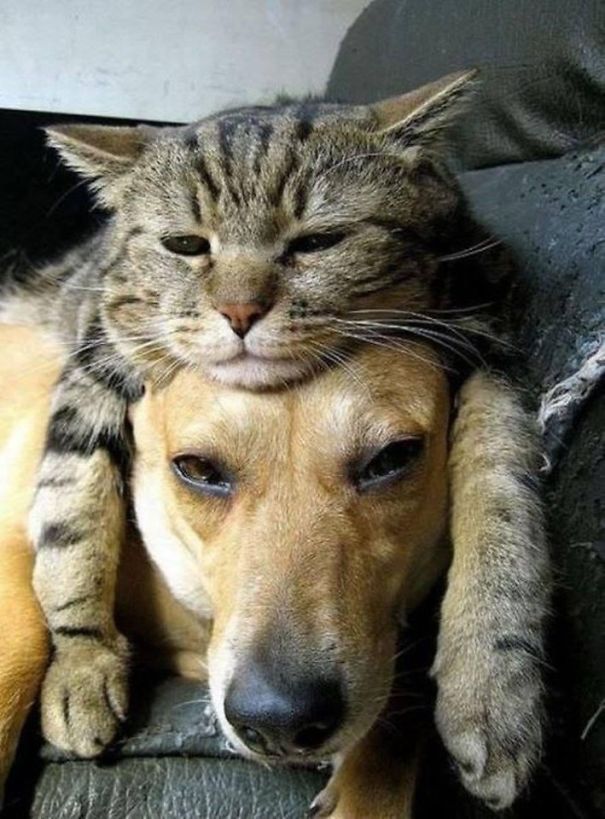 21 Γάτες που χρησιμοποιούν τους σκύλους ως μαξιλάρια. (Φωτογραφίες) - Εικόνα1
