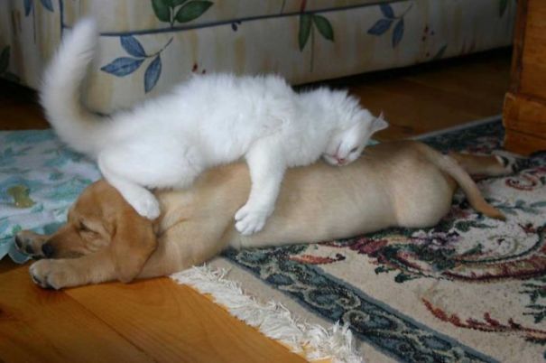 21 Γάτες που χρησιμοποιούν τους σκύλους ως μαξιλάρια. (Φωτογραφίες) - Εικόνα10