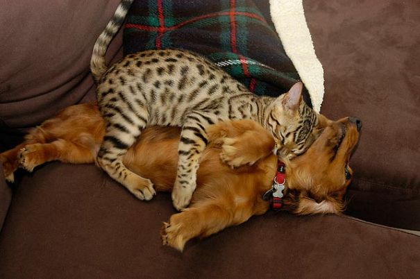 21 Γάτες που χρησιμοποιούν τους σκύλους ως μαξιλάρια. (Φωτογραφίες) - Εικόνα11