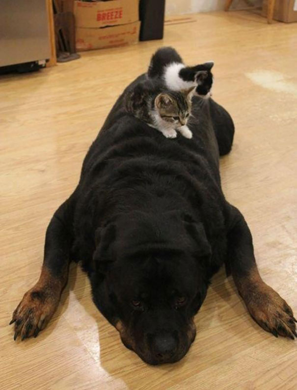 21 Γάτες που χρησιμοποιούν τους σκύλους ως μαξιλάρια. (Φωτογραφίες) - Εικόνα13