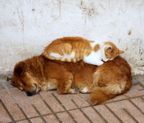 21 Γάτες που χρησιμοποιούν τους σκύλους ως μαξιλάρια. (Φωτογραφίες) - Εικόνα14