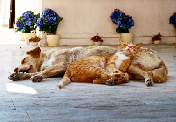 21 Γάτες που χρησιμοποιούν τους σκύλους ως μαξιλάρια. (Φωτογραφίες) - Εικόνα17