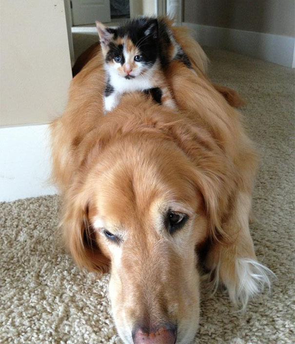 21 Γάτες που χρησιμοποιούν τους σκύλους ως μαξιλάρια. (Φωτογραφίες) - Εικόνα19