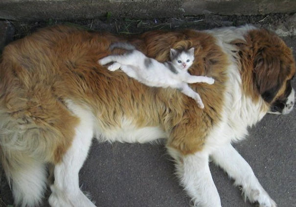 21 Γάτες που χρησιμοποιούν τους σκύλους ως μαξιλάρια. (Φωτογραφίες) - Εικόνα2