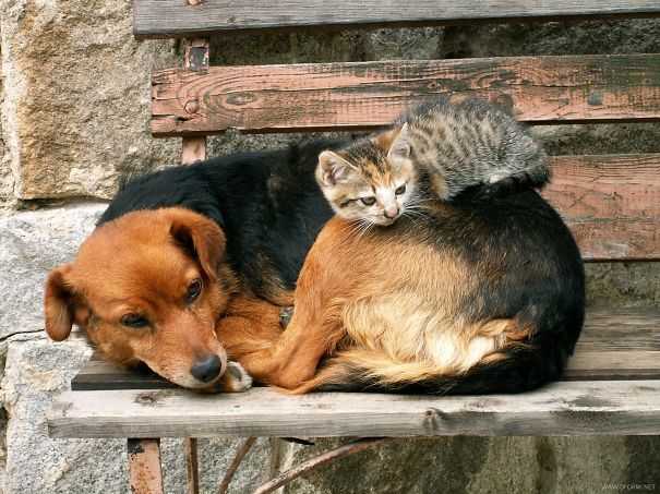 21 Γάτες που χρησιμοποιούν τους σκύλους ως μαξιλάρια. (Φωτογραφίες) - Εικόνα20
