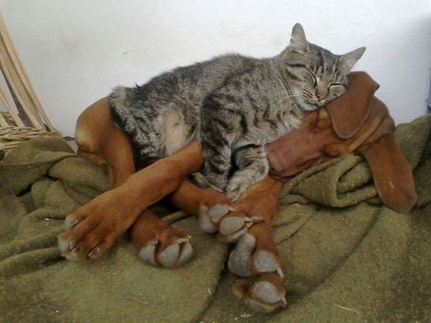 21 Γάτες που χρησιμοποιούν τους σκύλους ως μαξιλάρια. (Φωτογραφίες) - Εικόνα3