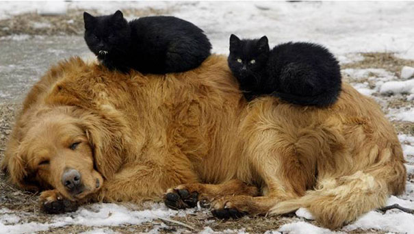 21 Γάτες που χρησιμοποιούν τους σκύλους ως μαξιλάρια. (Φωτογραφίες) - Εικόνα5