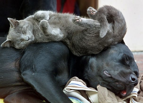 21 Γάτες που χρησιμοποιούν τους σκύλους ως μαξιλάρια. (Φωτογραφίες) - Εικόνα6