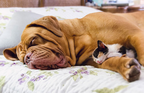 21 Γάτες που χρησιμοποιούν τους σκύλους ως μαξιλάρια. (Φωτογραφίες) - Εικόνα7