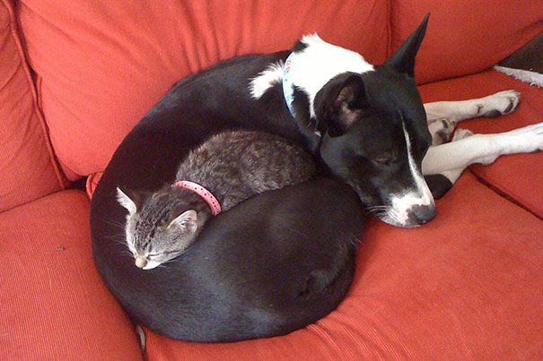 21 Γάτες που χρησιμοποιούν τους σκύλους ως μαξιλάρια. (Φωτογραφίες) - Εικόνα8