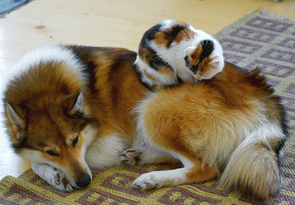 21 Γάτες που χρησιμοποιούν τους σκύλους ως μαξιλάρια. (Φωτογραφίες) - Εικόνα9