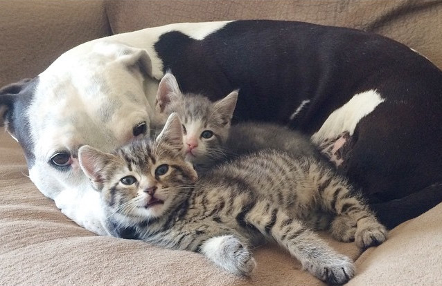 Γλυκύτατο pitbull με 3 ποδαράκια υιοθετεί γατάκια! - Εικόνα3