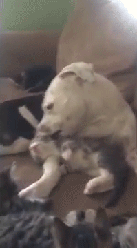 Γλυκύτατο pitbull με 3 ποδαράκια υιοθετεί γατάκια! - Εικόνα6