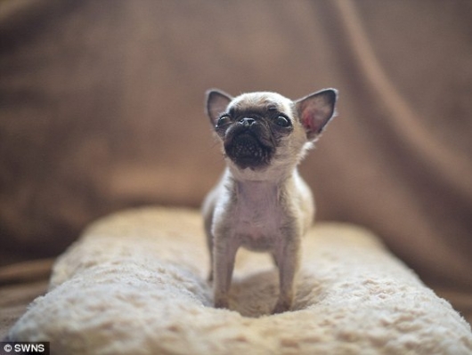 Το λένε Pip και είναι ίσως το πιο μικροσκοπικό αλλά και το πιο γλυκό σκυλάκι που έχετε δει! - Εικόνα4