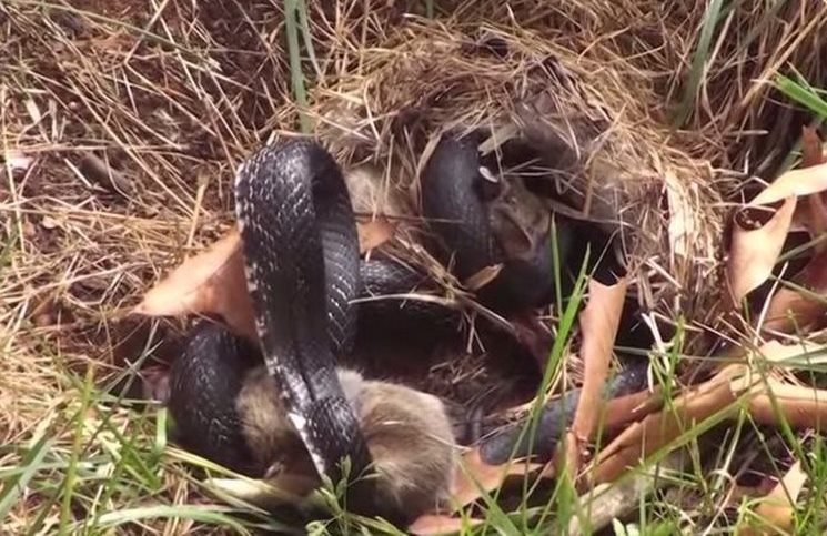Μια μαμά κουνέλα παλεύει με ένα μεγάλο μαύρο φίδι για να προστατεύσει τα μωρά της - Εικόνα-0