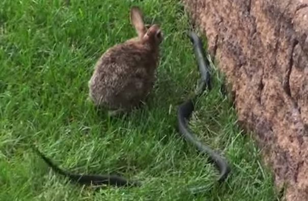 Μια μαμά κουνέλα παλεύει με ένα μεγάλο μαύρο φίδι για να προστατεύσει τα μωρά της - Εικόνα-2