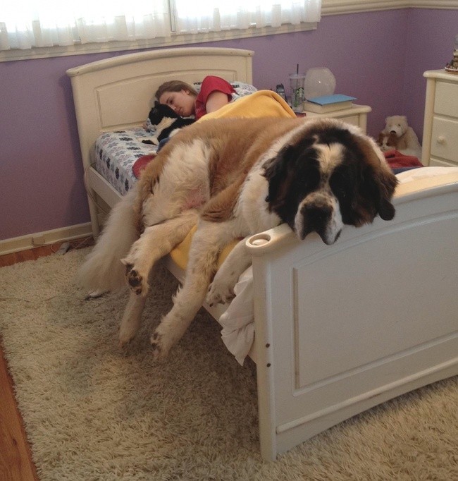 Όταν ο σκύλος κάνει κατάληψη στο κρεβάτι του…αφεντικού - Εικόνα10