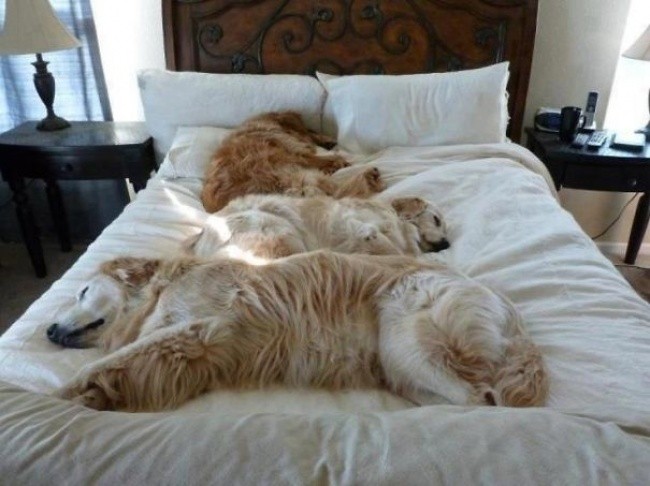 Όταν ο σκύλος κάνει κατάληψη στο κρεβάτι του…αφεντικού - Εικόνα11
