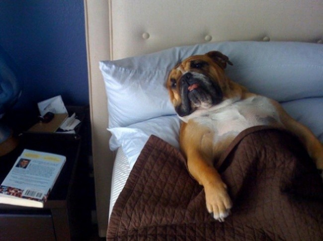 Όταν ο σκύλος κάνει κατάληψη στο κρεβάτι του…αφεντικού - Εικόνα13