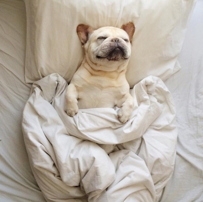 Όταν ο σκύλος κάνει κατάληψη στο κρεβάτι του…αφεντικού - Εικόνα14
