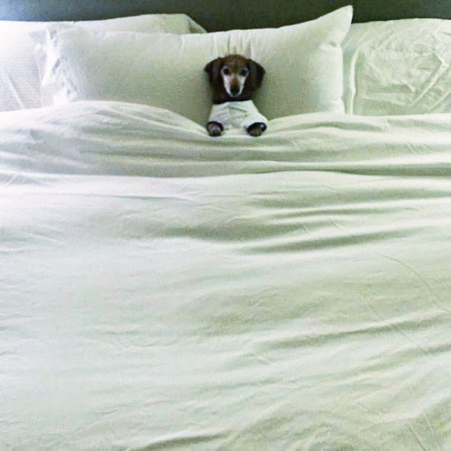 Όταν ο σκύλος κάνει κατάληψη στο κρεβάτι του…αφεντικού - Εικόνα15