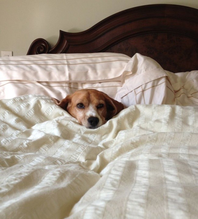 Όταν ο σκύλος κάνει κατάληψη στο κρεβάτι του…αφεντικού - Εικόνα17