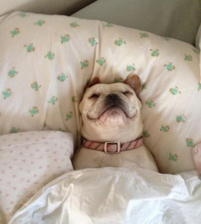 Όταν ο σκύλος κάνει κατάληψη στο κρεβάτι του…αφεντικού - Εικόνα3