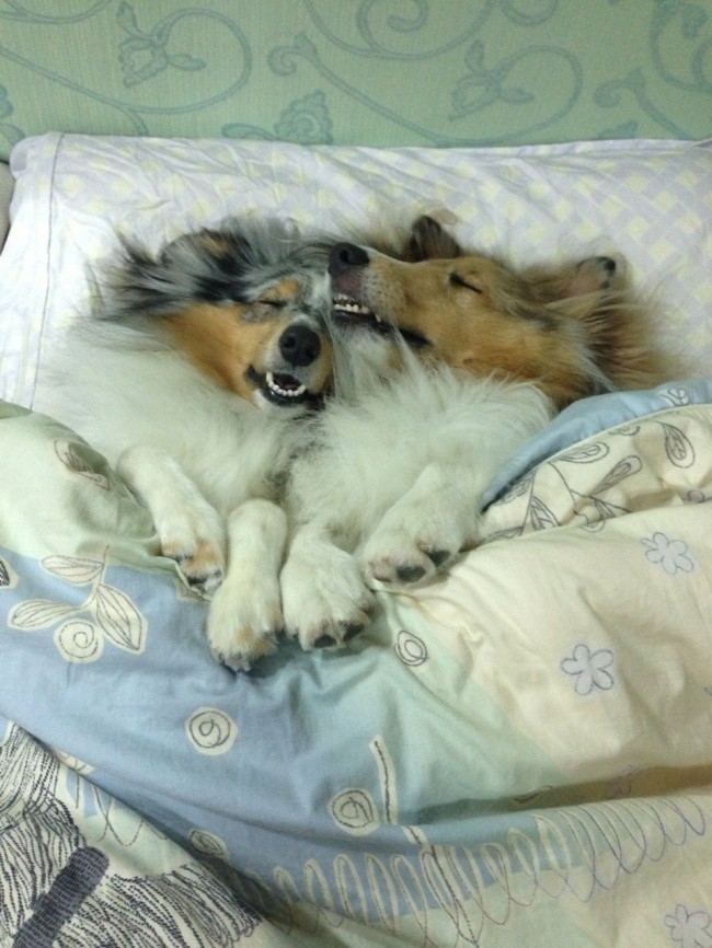 Όταν ο σκύλος κάνει κατάληψη στο κρεβάτι του…αφεντικού - Εικόνα4