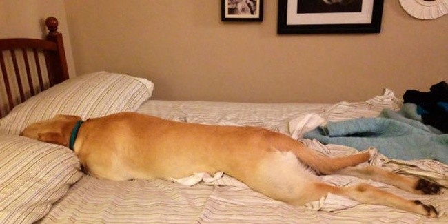 Όταν ο σκύλος κάνει κατάληψη στο κρεβάτι του…αφεντικού - Εικόνα6