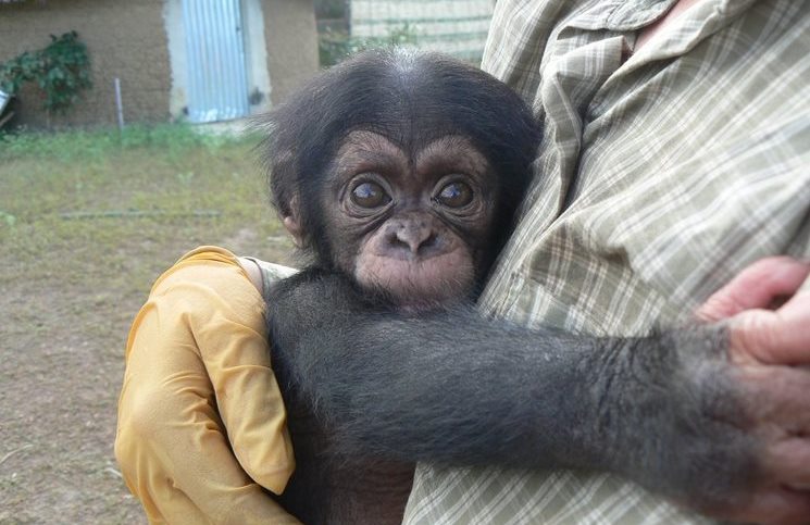 Όταν μια Χιμπατζής πέθανε, άφησε ορφανό το μωρό της. Δεν μπορείτε να φανταστείτε ποιος το υιοθέτησε! - Εικόνα-0