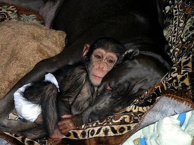 Όταν μια Χιμπατζής πέθανε, άφησε ορφανό το μωρό της. Δεν μπορείτε να φανταστείτε ποιος το υιοθέτησε! - Εικόνα-3