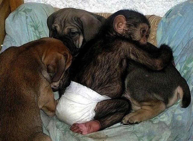Όταν μια Χιμπατζής πέθανε, άφησε ορφανό το μωρό της. Δεν μπορείτε να φανταστείτε ποιος το υιοθέτησε! - Εικόνα-5