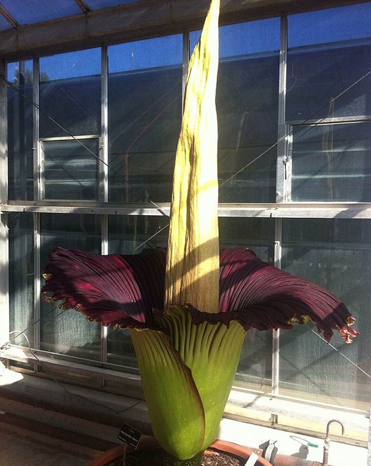 Ουρές για το τεράστιο παράξενο λουλούδι που άνθισε μετά από 10 χρόνια - Εικόνα2