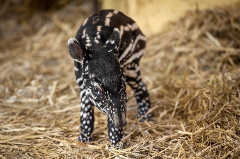 20 Πανέμορφες φωτογραφίες ζώων που μόλις γεννήθηκαν. Το Θαύμα της ζωής! - Εικόνα16