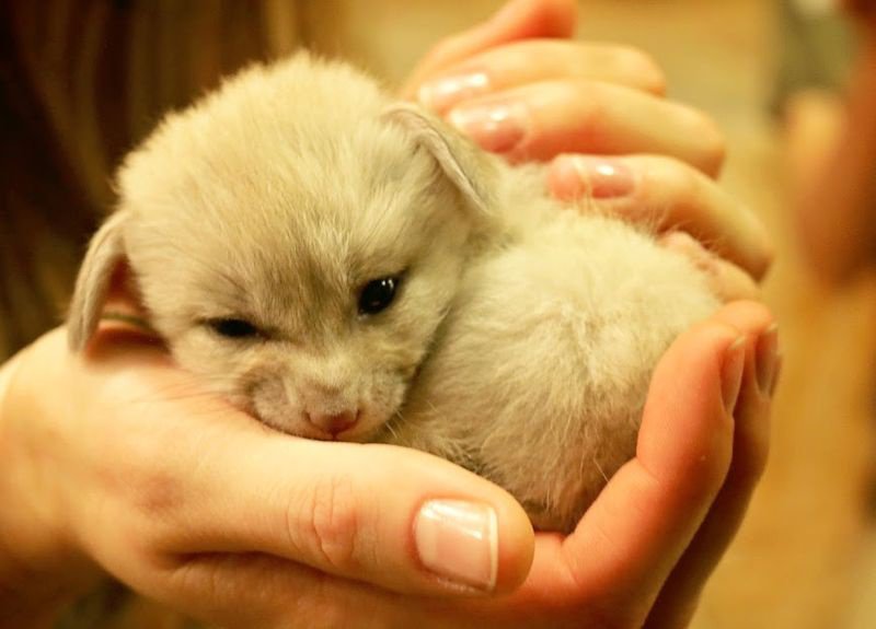 20 Πανέμορφες φωτογραφίες ζώων που μόλις γεννήθηκαν. Το Θαύμα της ζωής! - Εικόνα18