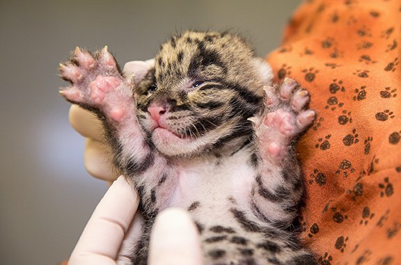 20 Πανέμορφες φωτογραφίες ζώων που μόλις γεννήθηκαν. Το Θαύμα της ζωής! - Εικόνα6