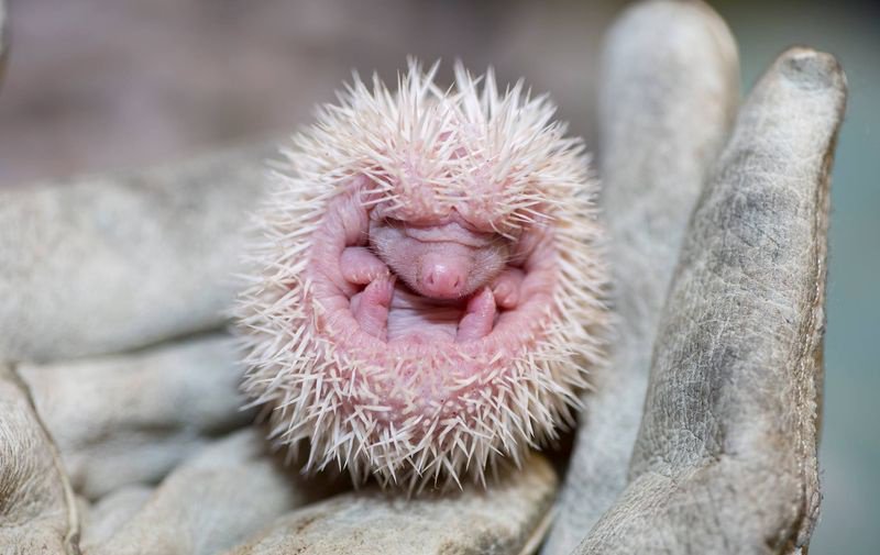 20 Πανέμορφες φωτογραφίες ζώων που μόλις γεννήθηκαν. Το Θαύμα της ζωής! - Εικόνα7