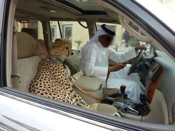 20 περίεργες φωτογραφίες που μπορούν να τραβηχτούν μόνο στο Dubai (εικόνες) - Εικόνα6