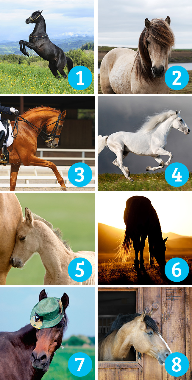 Ποιο άλογο σου αρέσει πιο πολύ; Διάλεξε ένα, να σου πει την τύχη σου! - Εικόνα1