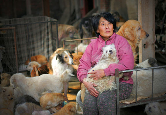 Η συνταξιούχος που αγοράζει σκυλιά για να τα σώσει από το «Φεστιβάλ Σκυλίσιου Κρέατος» της Κίνας! - Εικόνα1