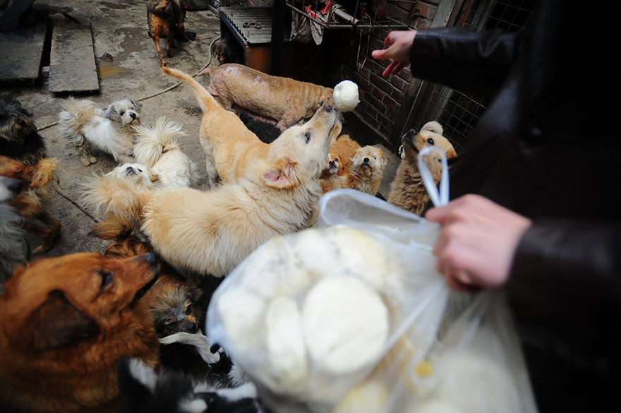Η συνταξιούχος που αγοράζει σκυλιά για να τα σώσει από το «Φεστιβάλ Σκυλίσιου Κρέατος» της Κίνας! - Εικόνα11