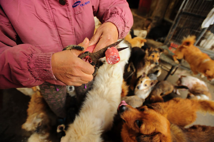Η συνταξιούχος που αγοράζει σκυλιά για να τα σώσει από το «Φεστιβάλ Σκυλίσιου Κρέατος» της Κίνας! - Εικόνα12