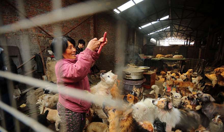 Η συνταξιούχος που αγοράζει σκυλιά για να τα σώσει από το «Φεστιβάλ Σκυλίσιου Κρέατος» της Κίνας! - Εικόνα13