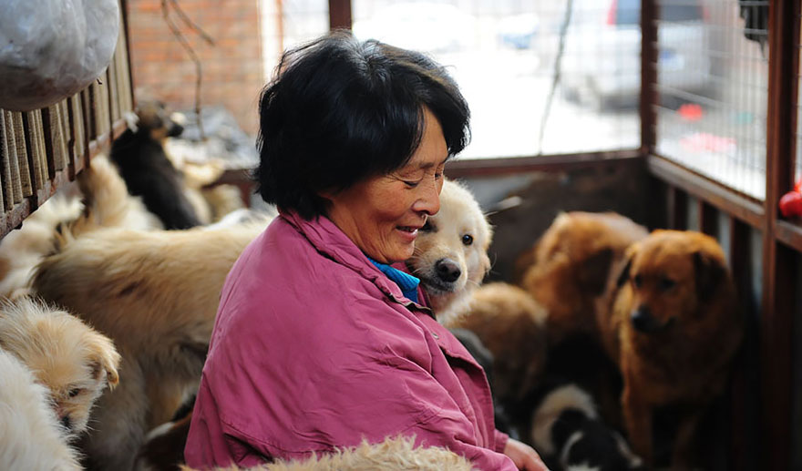 Η συνταξιούχος που αγοράζει σκυλιά για να τα σώσει από το «Φεστιβάλ Σκυλίσιου Κρέατος» της Κίνας! - Εικόνα14