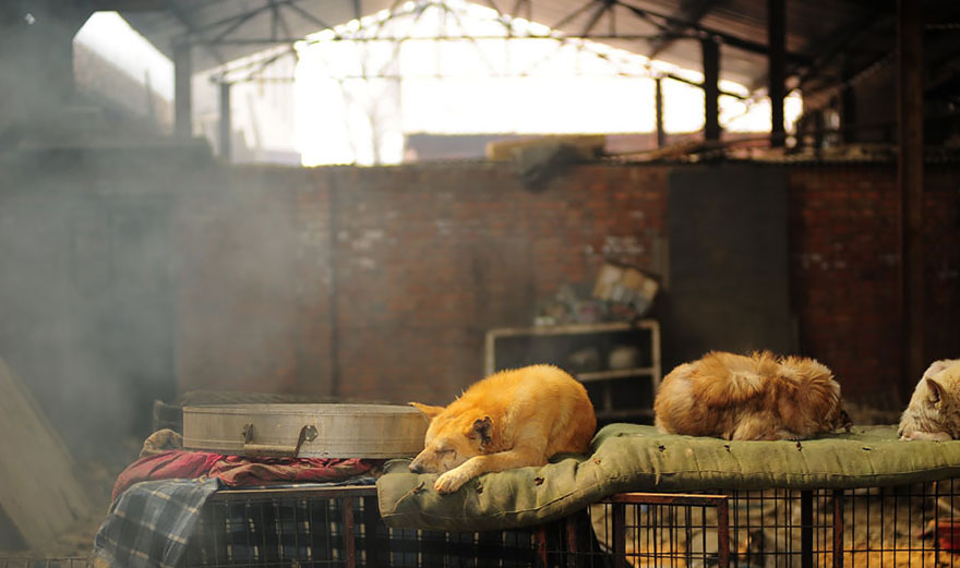 Η συνταξιούχος που αγοράζει σκυλιά για να τα σώσει από το «Φεστιβάλ Σκυλίσιου Κρέατος» της Κίνας! - Εικόνα15