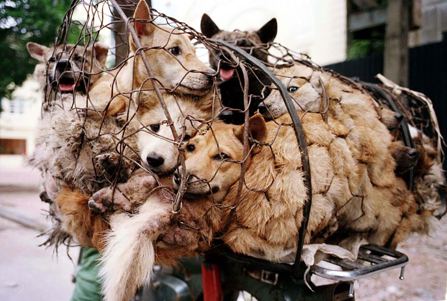 Η συνταξιούχος που αγοράζει σκυλιά για να τα σώσει από το «Φεστιβάλ Σκυλίσιου Κρέατος» της Κίνας! - Εικόνα18