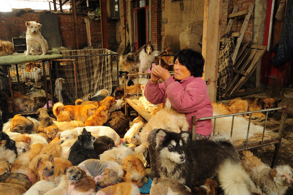 Η συνταξιούχος που αγοράζει σκυλιά για να τα σώσει από το «Φεστιβάλ Σκυλίσιου Κρέατος» της Κίνας! - Εικόνα2